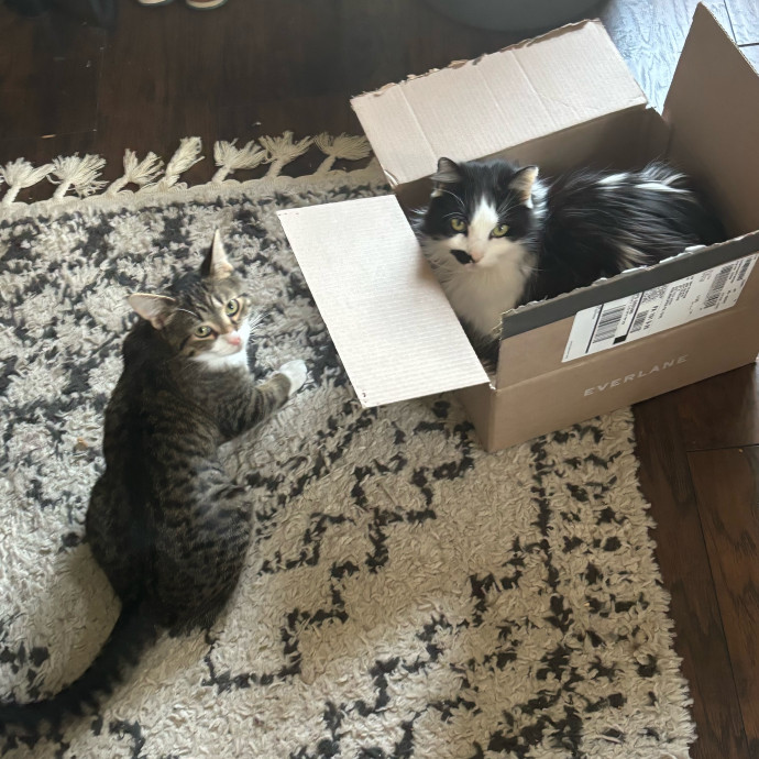 Loving Care For Cats Of All Kinds