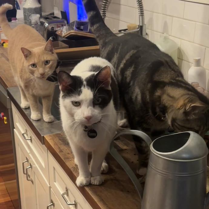 Loving Care For Cats Of All Kinds