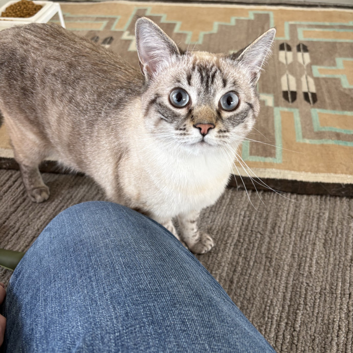 Loving Care For Cats Of All Kinds photo 3