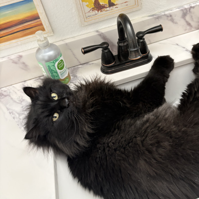 Loving Care For Cats Of All Kinds photo 2