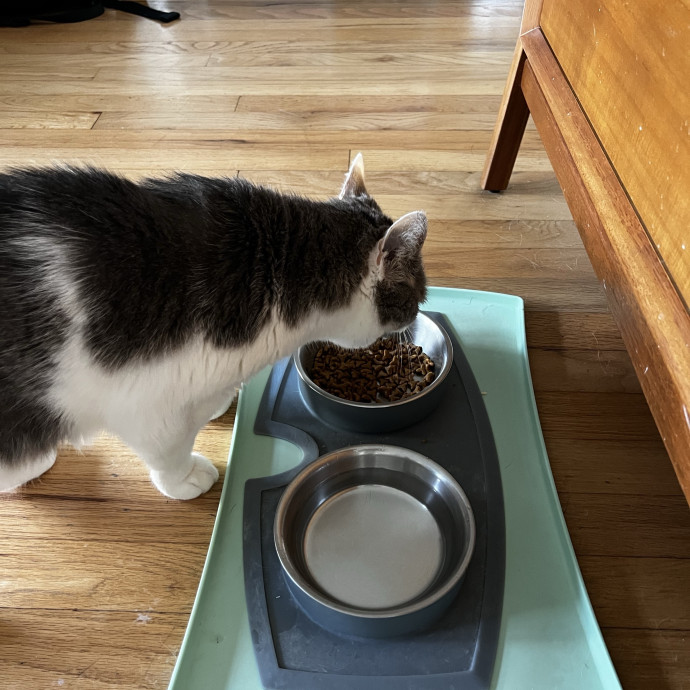 Playful Loving  Reliable Cat Sitter