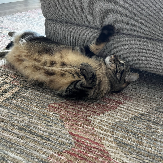 Playful Loving  Reliable Cat Sitter