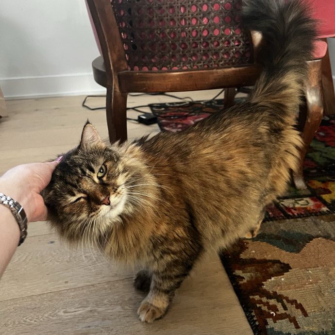 Playful Loving  Reliable Cat Sitter photo 3