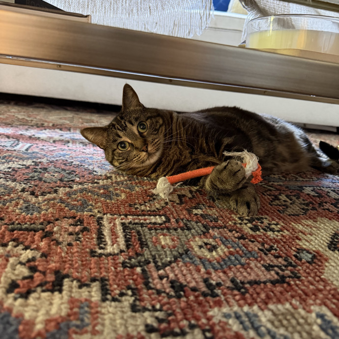 Playful Loving  Reliable Cat Sitter photo 2
