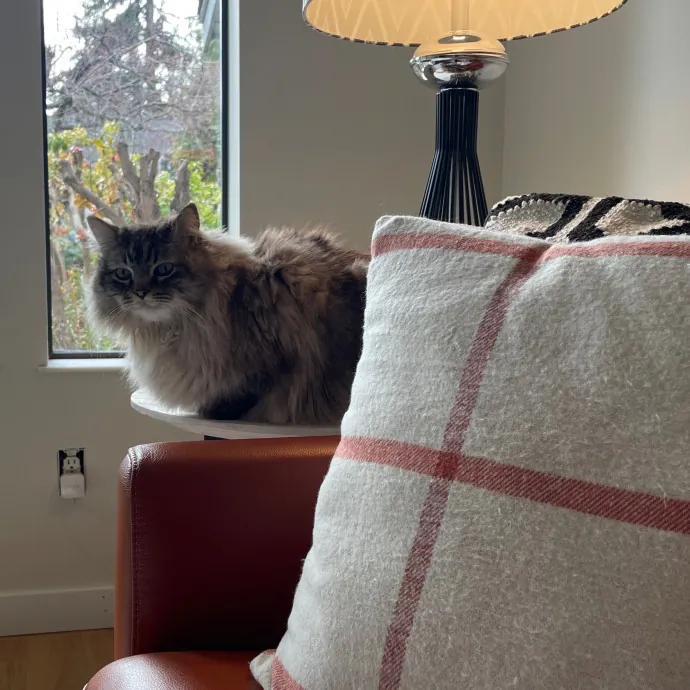 Caturday Night With Marissa