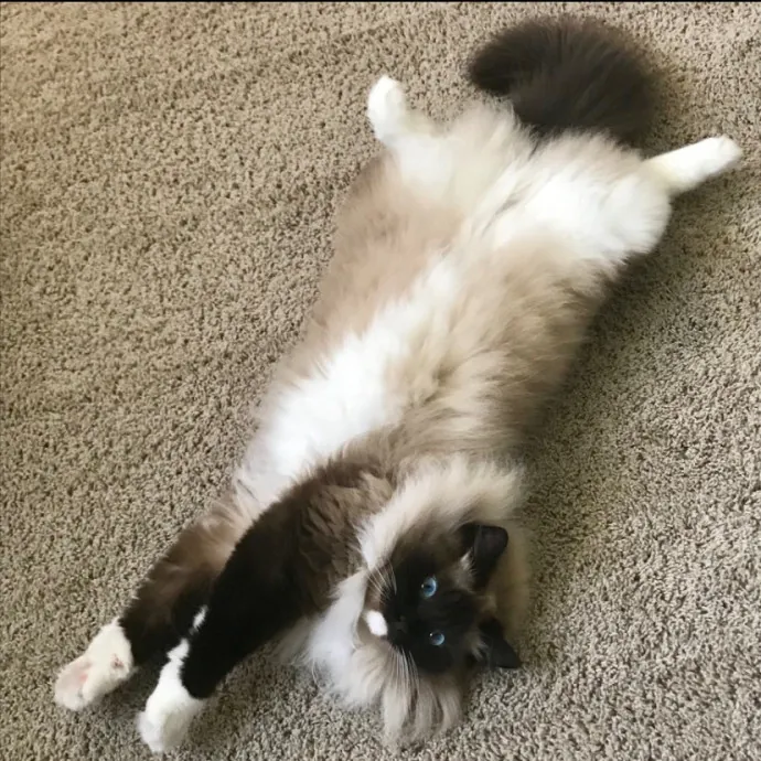 Caturday Night With Marissa