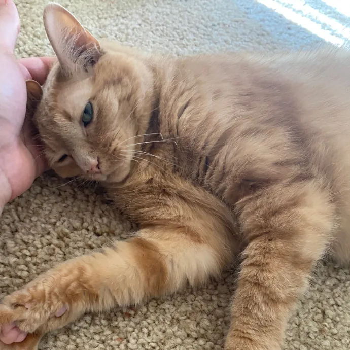 Caturday Night With Marissa