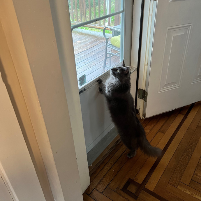 Caitflynn's Pawesome Sitting Service