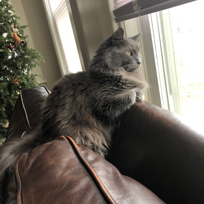 Caitflynn's Pawesome Sitting Service