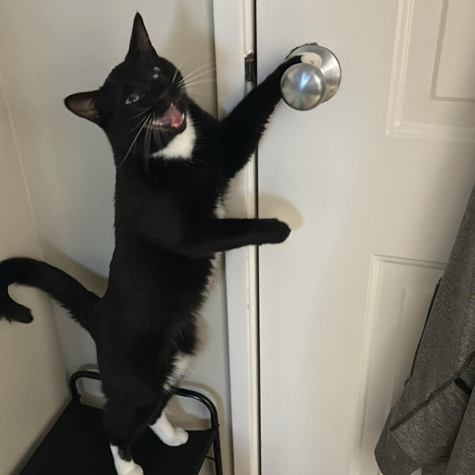 Your Cat's New Favorite Auntie