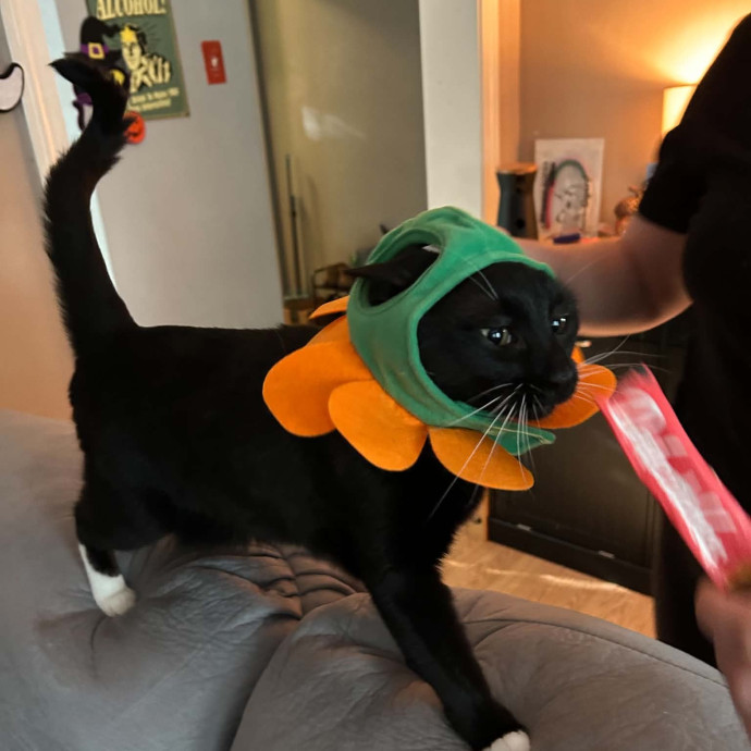 Your Cat's New Favorite Auntie photo 3