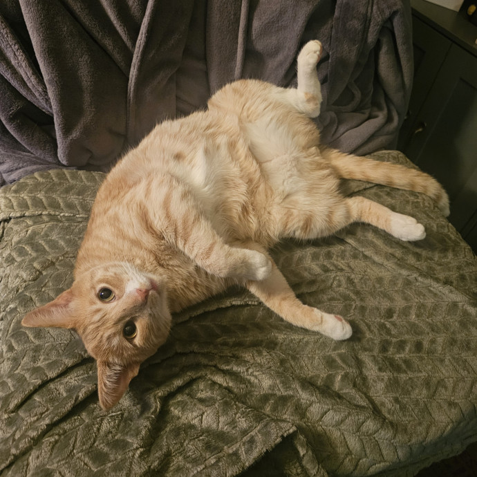 Your Cat's New Favorite Auntie photo 2