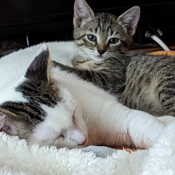 Your Cat's New Best Friend In Jax  Clay