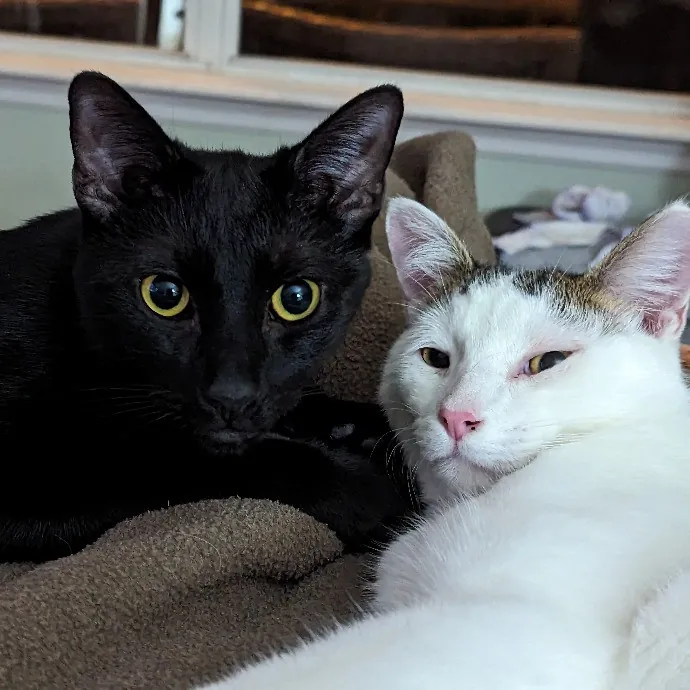 Your Cat's New Best Friend In Jax  Clay