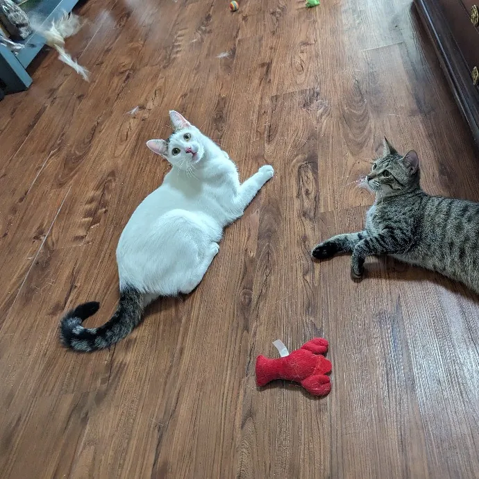 Your Cat's New Best Friend In Jax  Clay