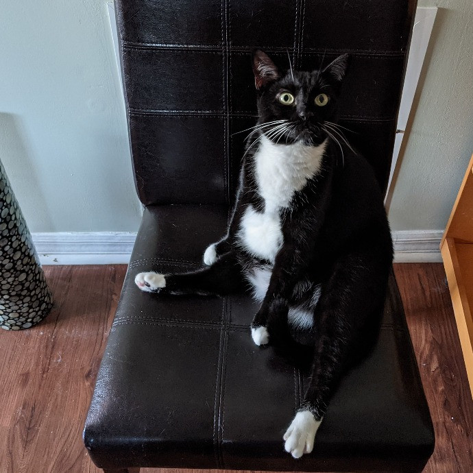 Your Cat's New Best Friend In Jax  Clay
