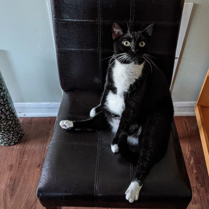 Your Cat's New Best Friend In Jax  Clay