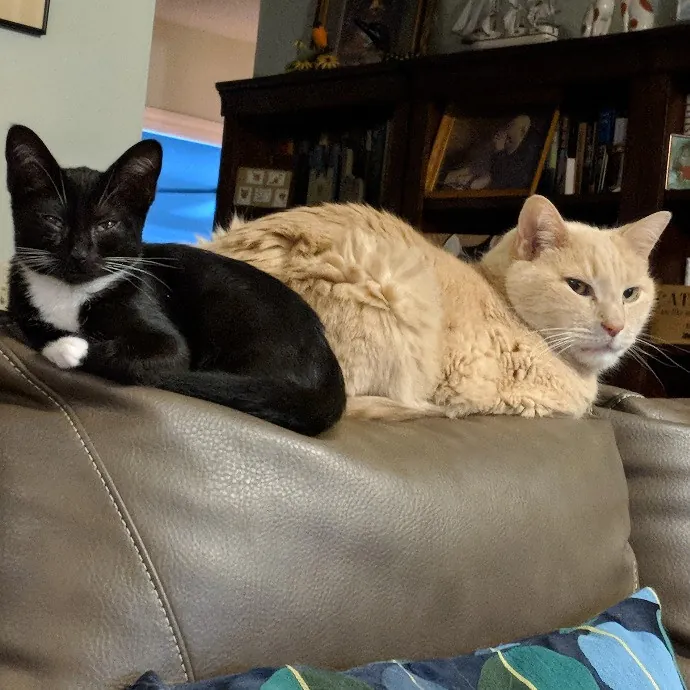 Your Cat's New Best Friend In Jax  Clay