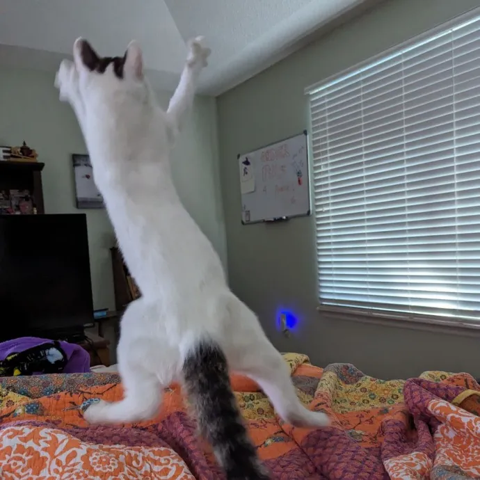 Your Cat's New Best Friend In Jax  Clay