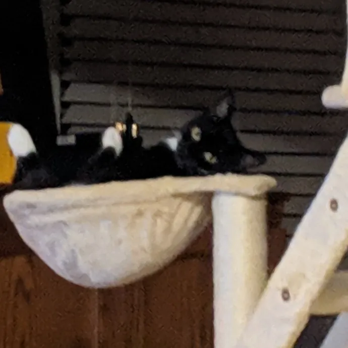 Your Cat's New Best Friend In Jax  Clay