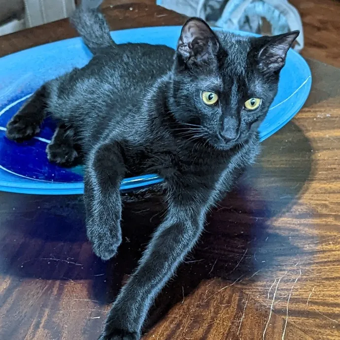 Your Cat's New Best Friend In Jax  Clay