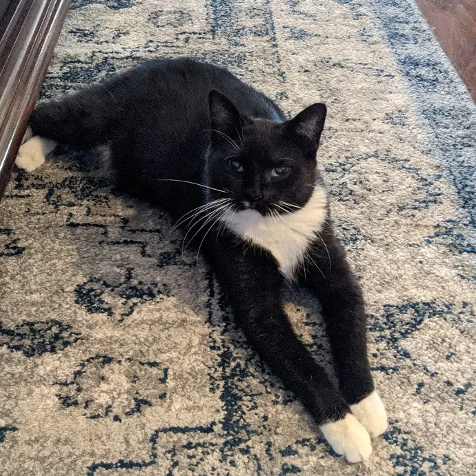 Your Cat's New Best Friend In Jax  Clay