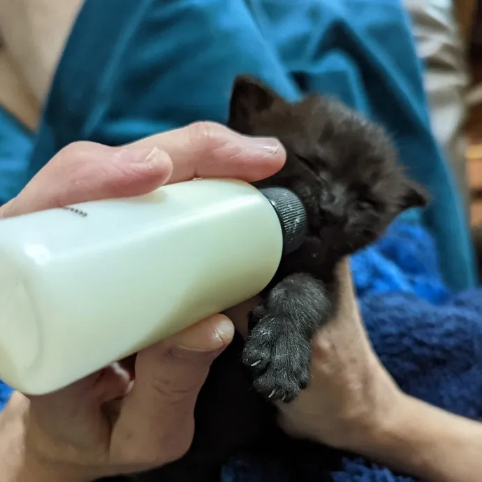 Your Cat's New Best Friend In Jax  Clay