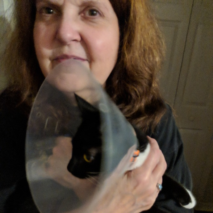 Your Cat's New Best Friend In Jax  Clay