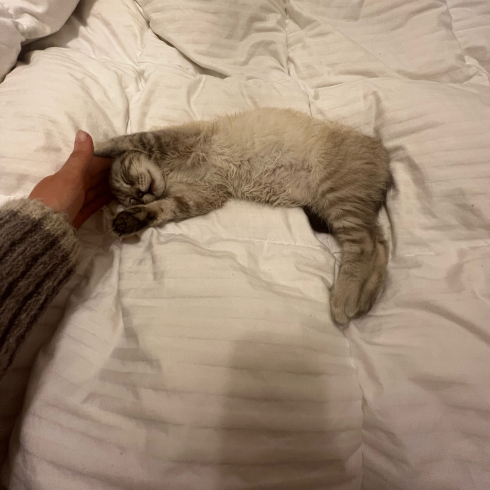 Feline Friendly Gal