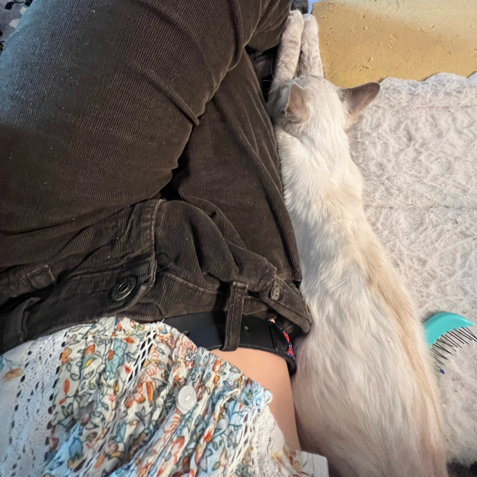 Feline Friendly Gal