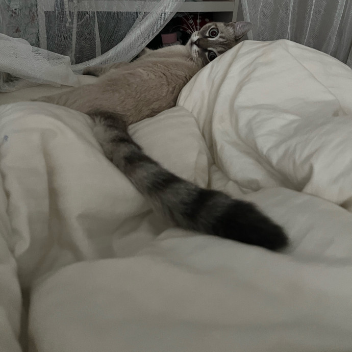 Feline Friendly Gal photo 3
