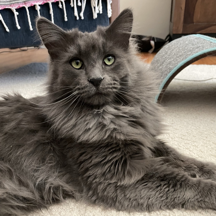 Pawsitively Dependable
