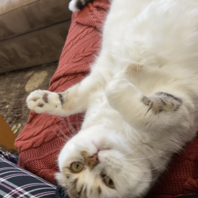 Pawsitively Dependable