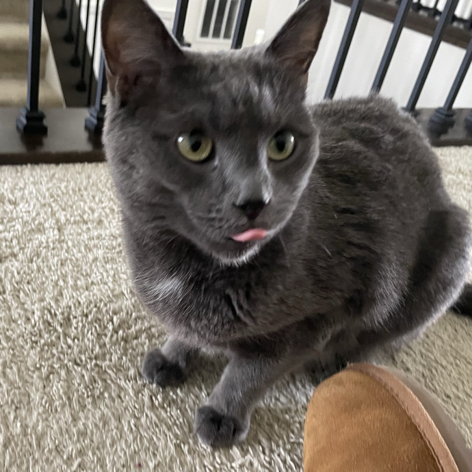 Pawsitively Dependable