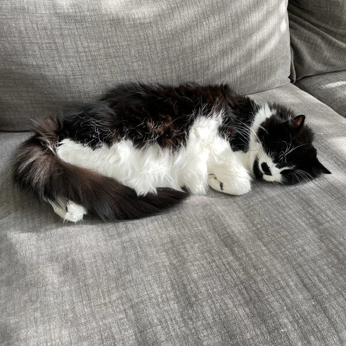 Pawsitively Dependable