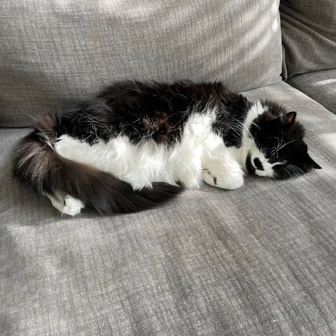 Pawsitively Dependable
