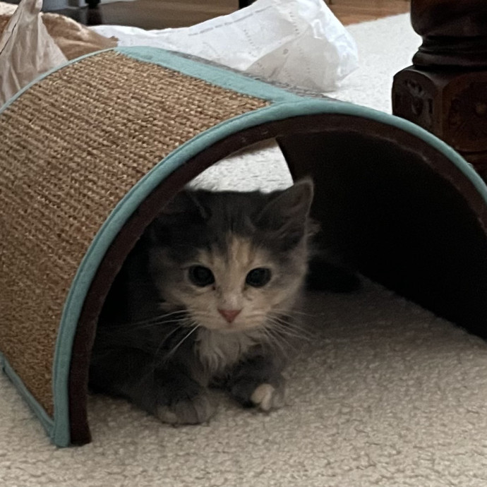 Pawsitively Dependable
