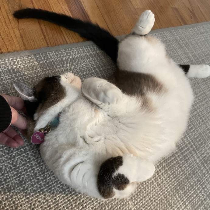 Pawsitively Dependable