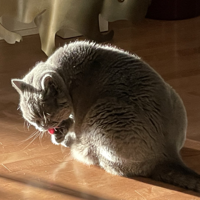 Pawsitively Dependable