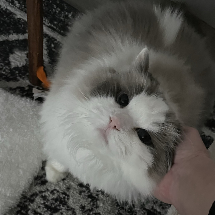 Pawsitively Dependable