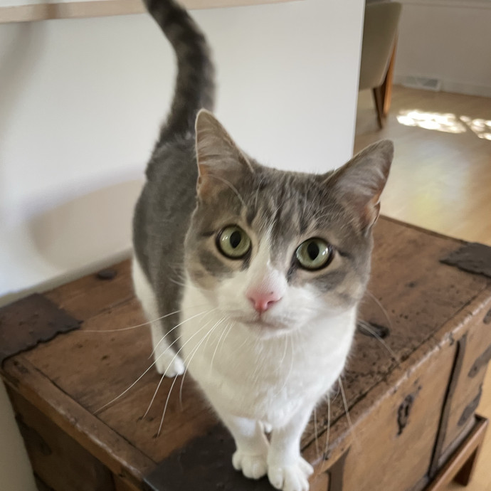 Pawsitively Dependable