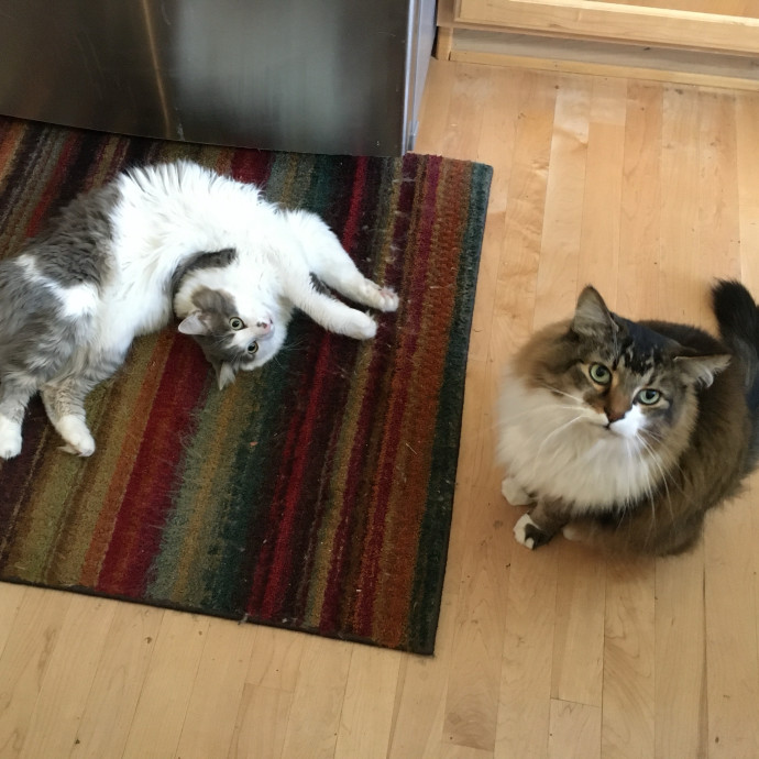 Pawsitively Dependable photo 2