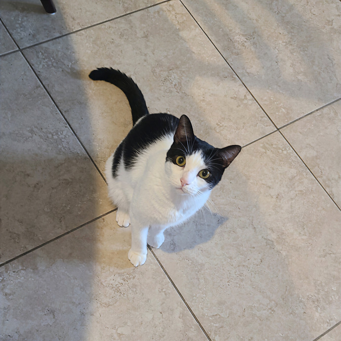 Purrfect Cat Sitter
