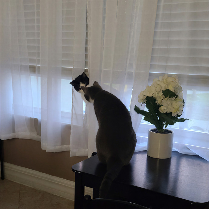 Purrfect Cat Sitter