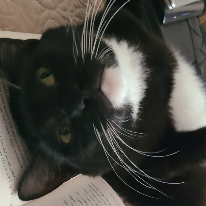 Purrfect Cat Sitter photo 3