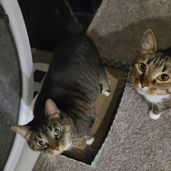 Purrfect Cat Sitter photo 2