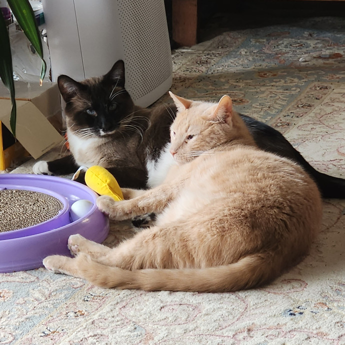 Nan Can Meet Your Feline Family Needs photo 2