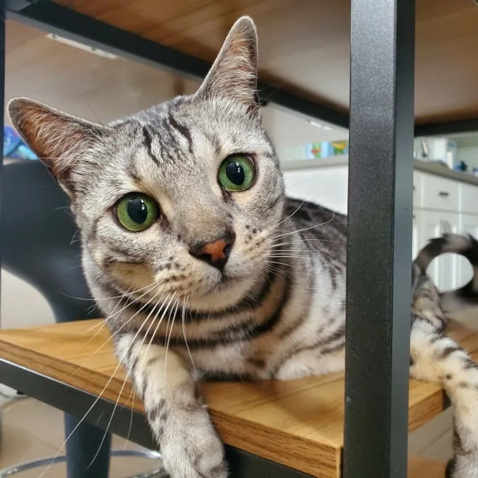 Anabelle's La Cat Sitting photo 2