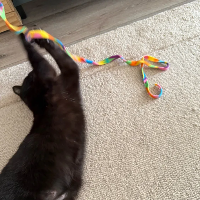 The Wizard Of Cats