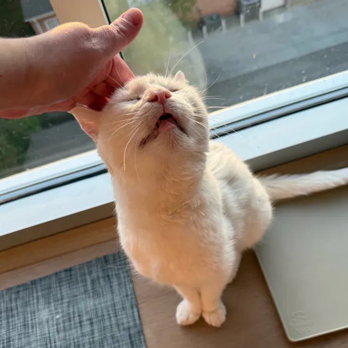 The Wizard Of Cats